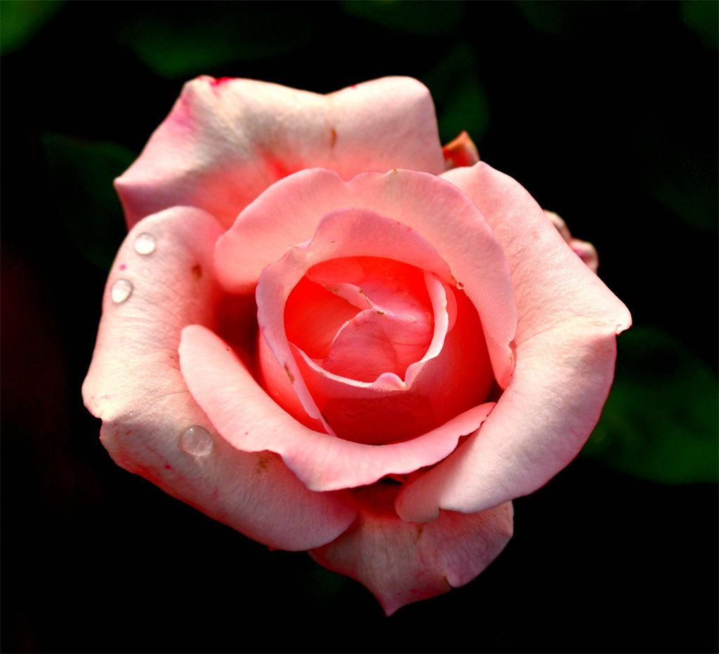 rose Raindrop drop flower red