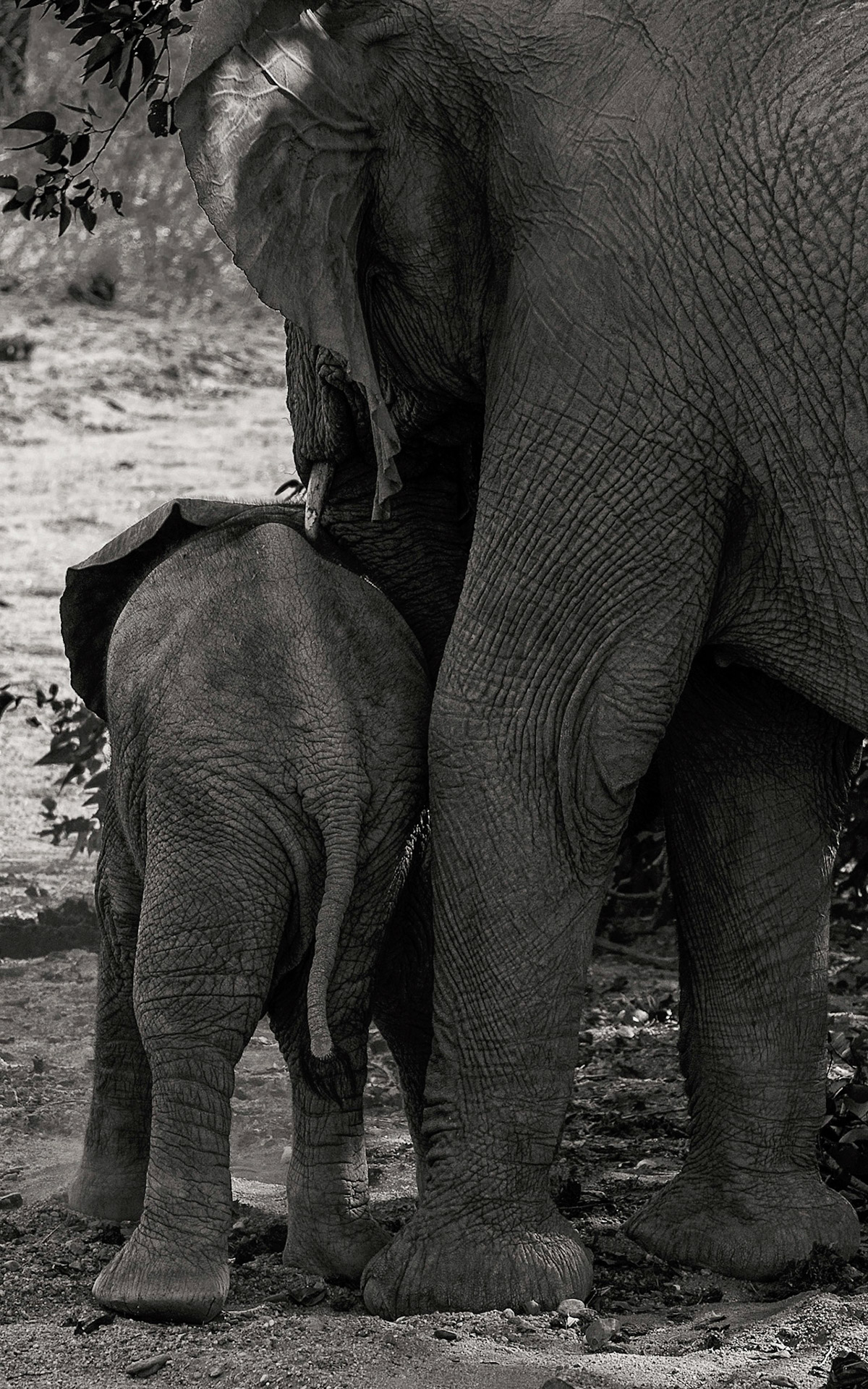 Wildlife photography elephant photographs desert elephants