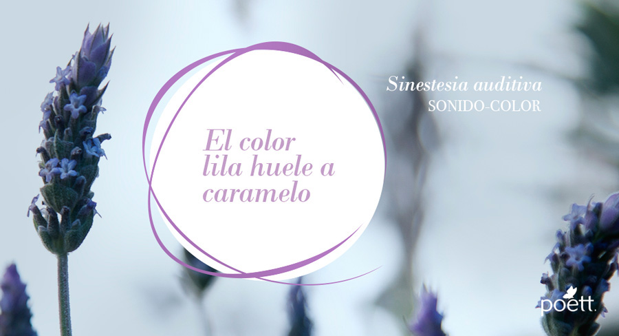 Campaña publicidad Fotografia poett sinestesia photo colors Sentidos synesthesia taste smell senses