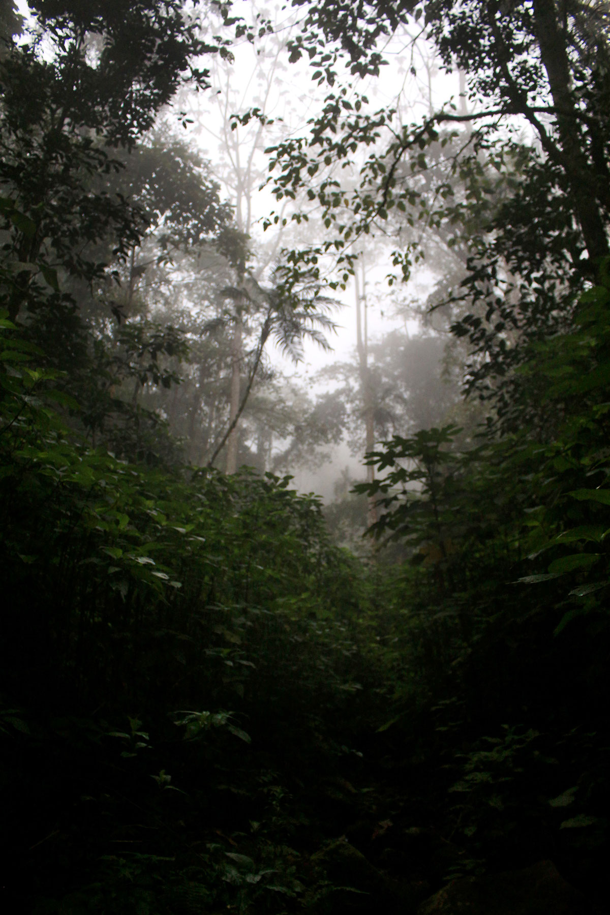 reserva natura Chicaque bosque niebla bosque de niebla Fotografia paisaje ladscape