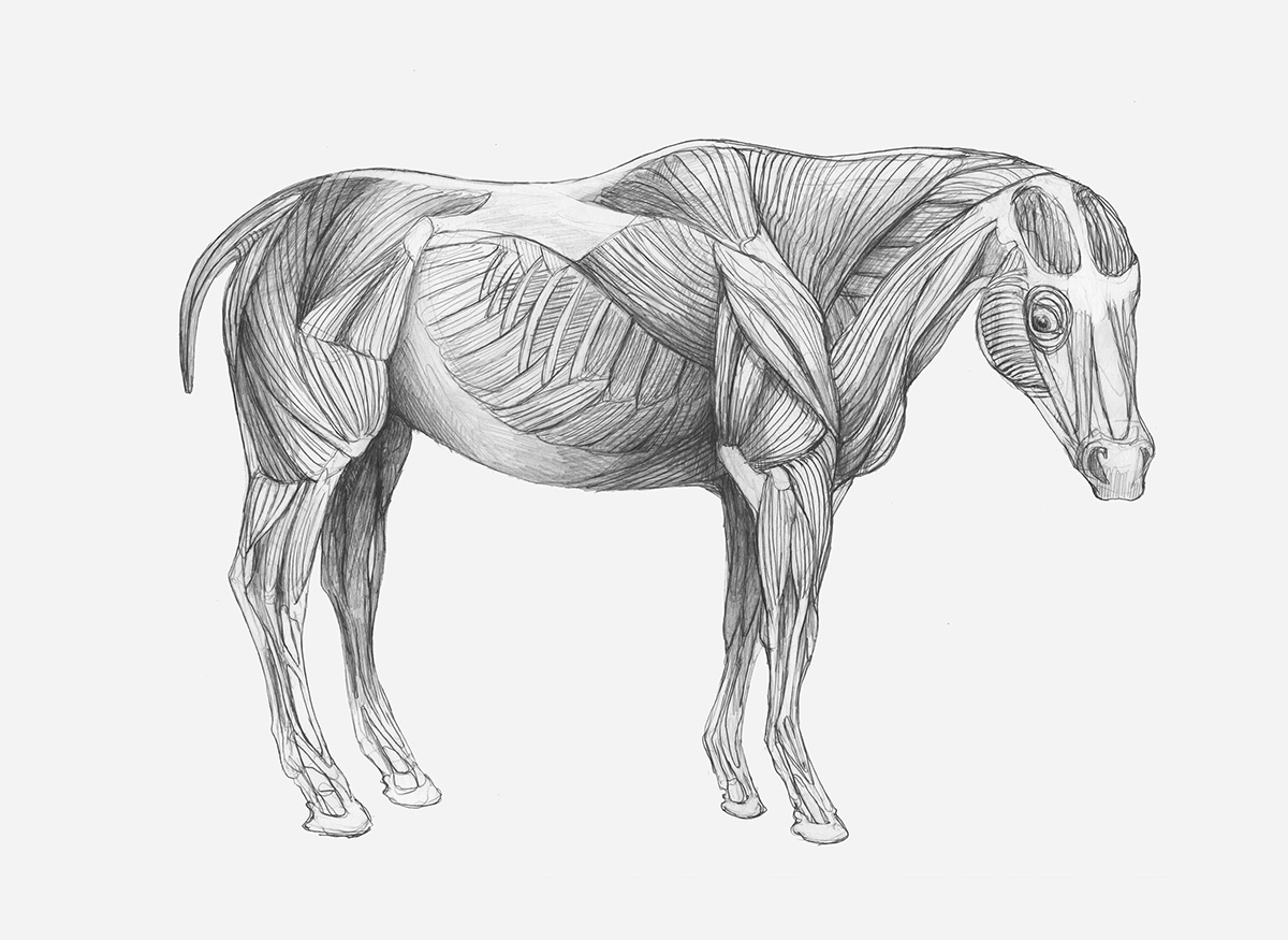 animal anatomy dog horse bear bone muscle skeleton black and white biology science Fur graphite internal structure