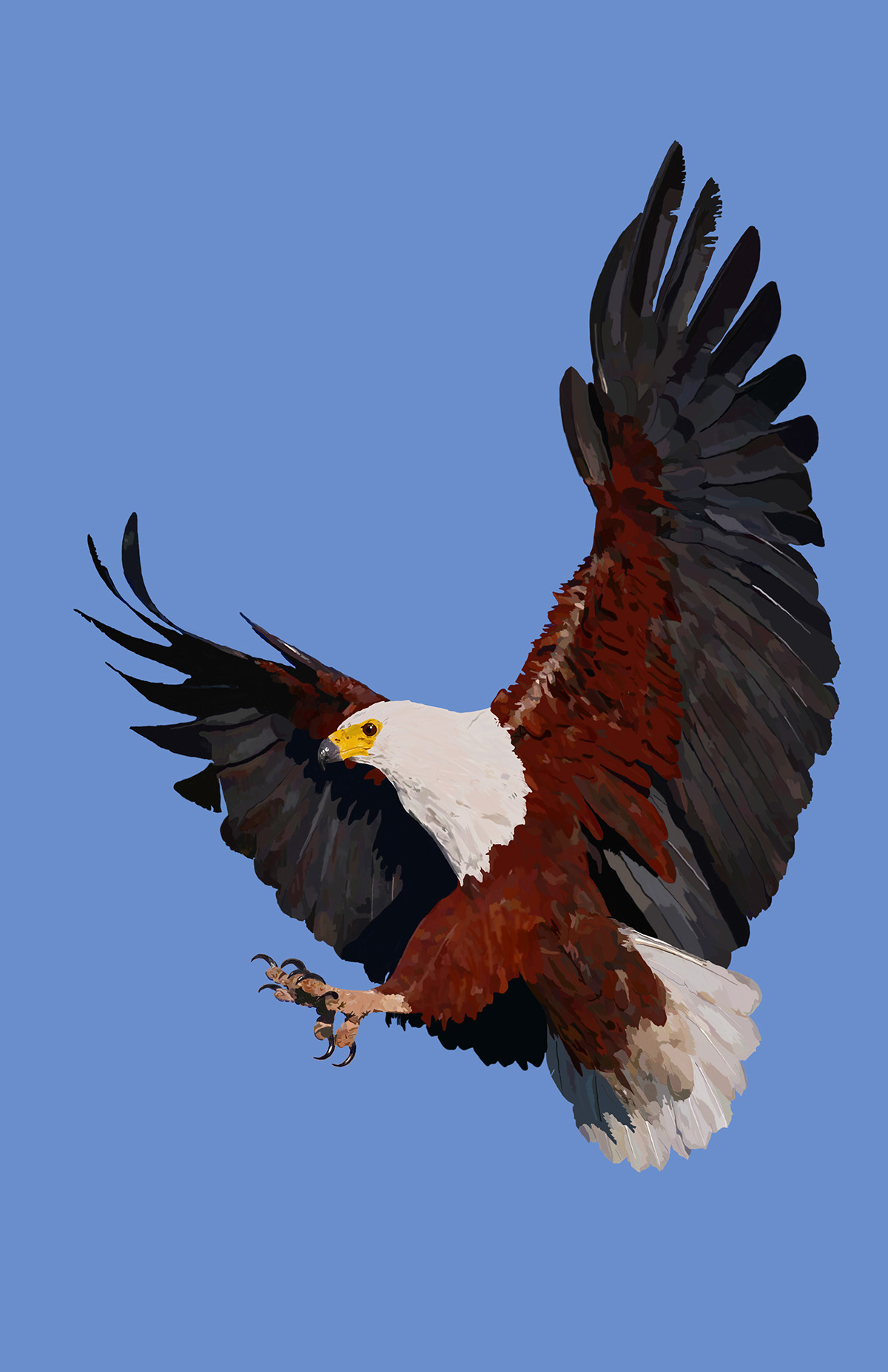 eagle wacom tablet photoshop