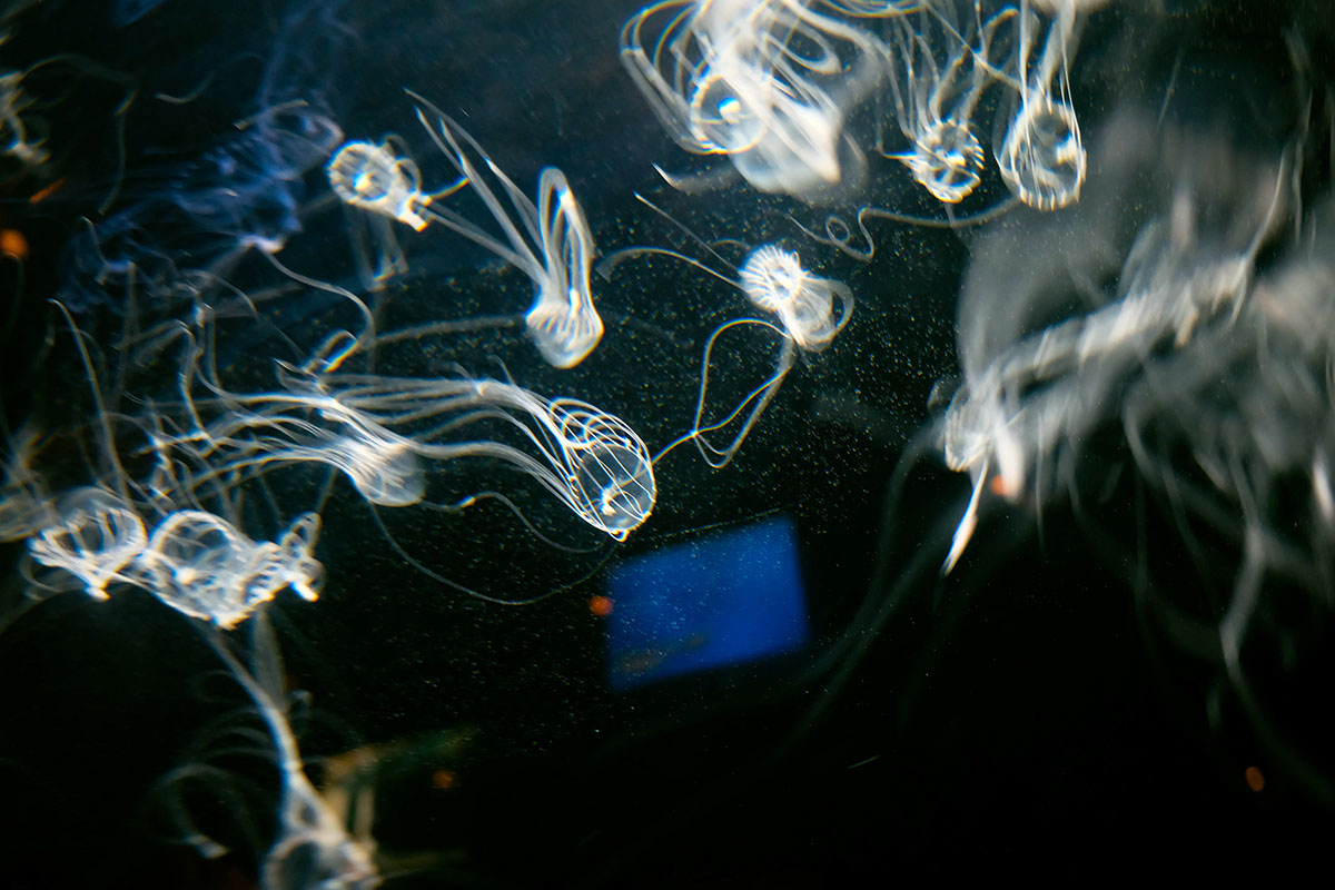 jellyfish water color Photography  aqua