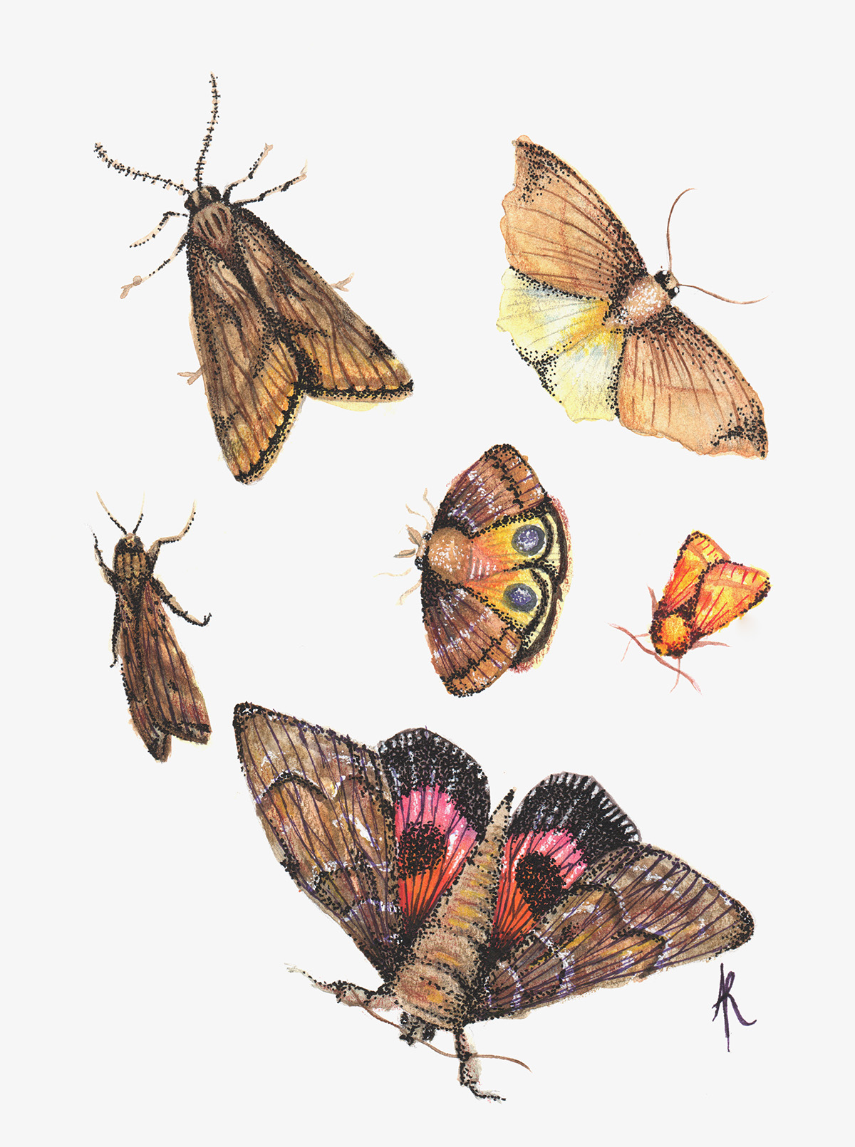 scientific illustration biology cicada moth Grasshopper beetles Flies mosquito watercolor colored pencils ink Derwent cotman commission
