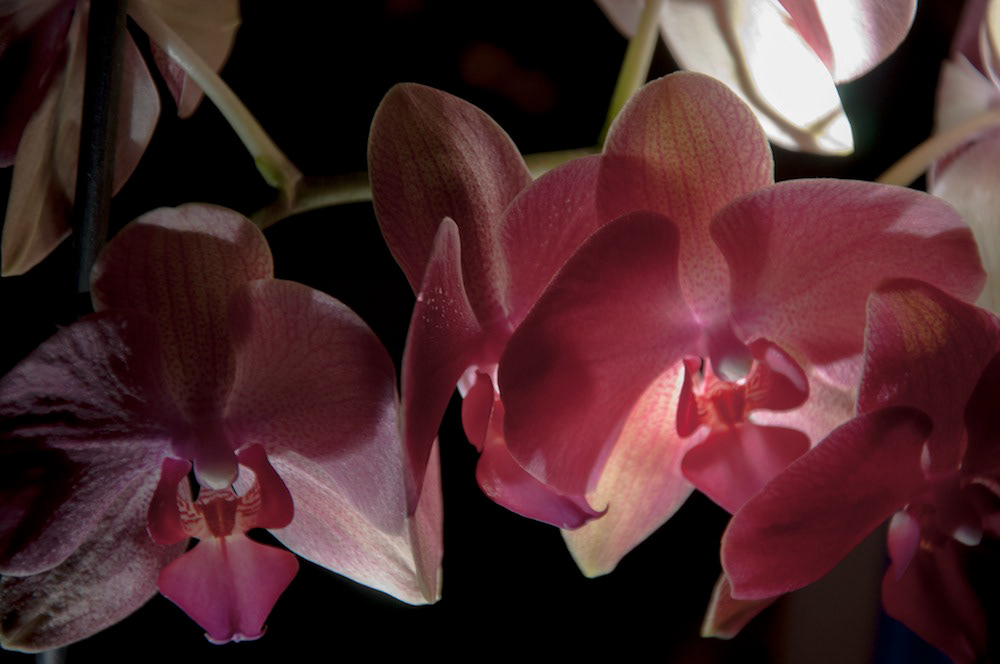 flower orchids Studio Photography still life