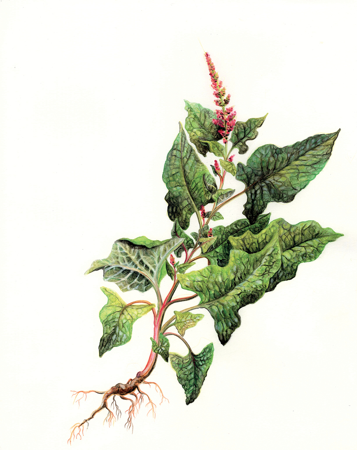 botanic illustration