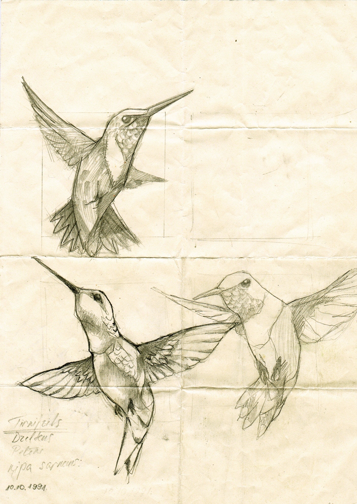 tattoo colibri animal color bird