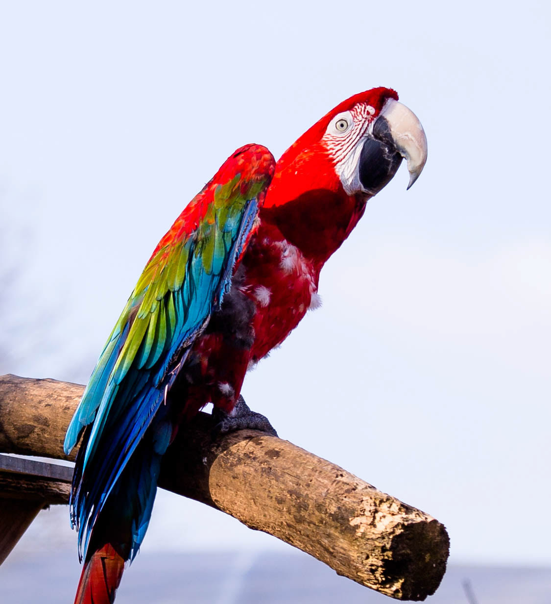 exoticzoo Telford zoo animals femalephotographer parrot rescueanimals