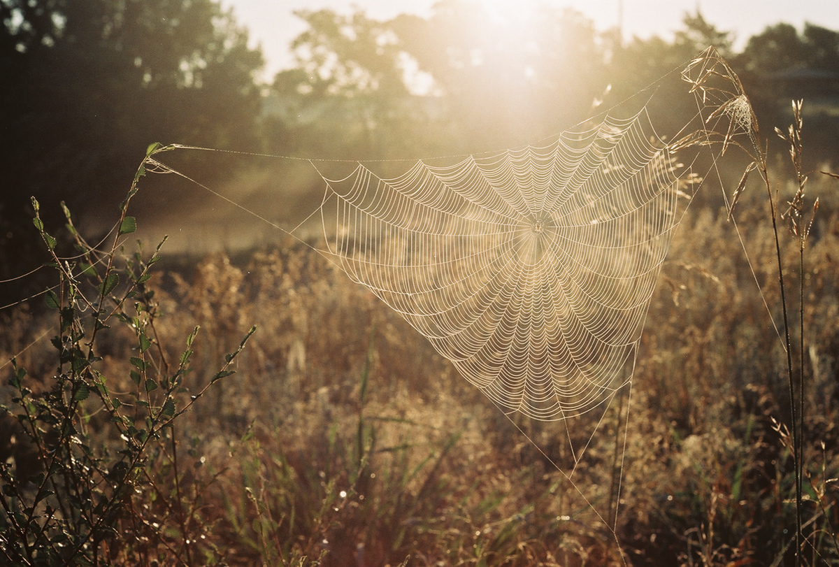 Sunlit spiderweb in nature photographed on 35mm film with the canon ae1 camera 