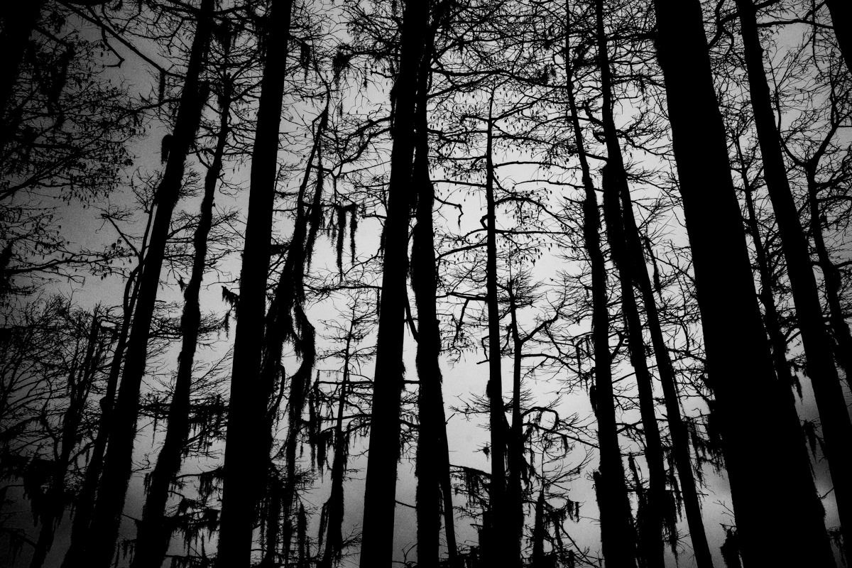 alabama Cypress High Contrast lake spanish moss trees