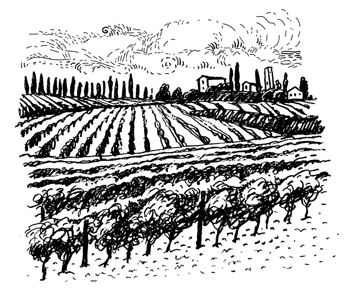 vineyard grape row field vine shato Italy france vinemaking Sun harvest gate fence