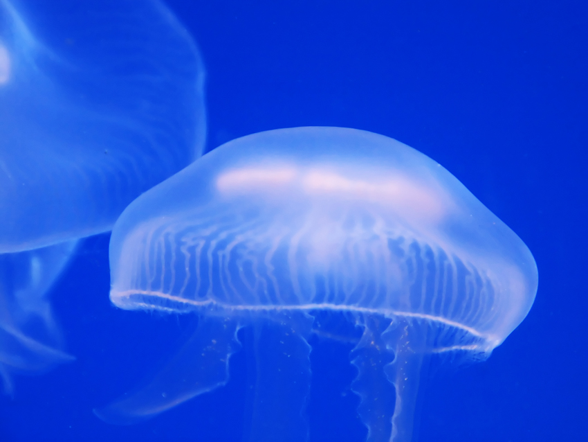 light medusa jellyfish plexiglass laser