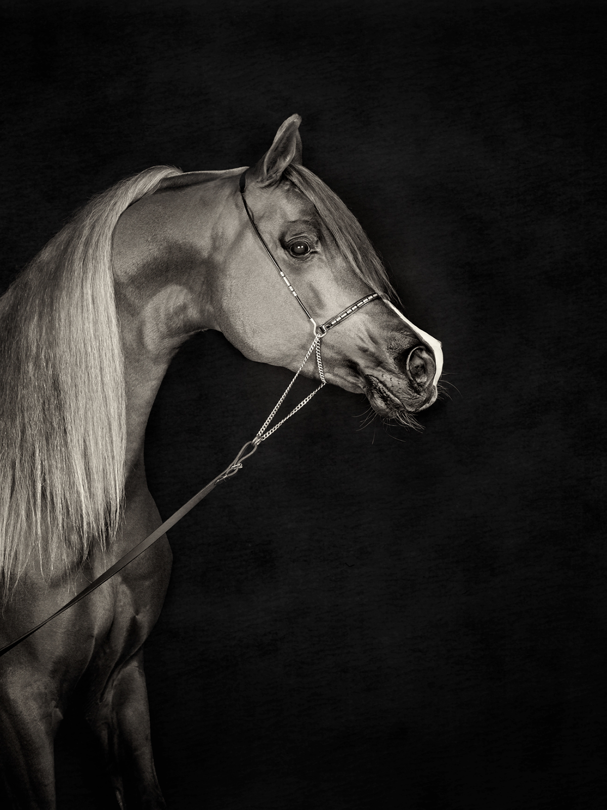 arabian horses horses