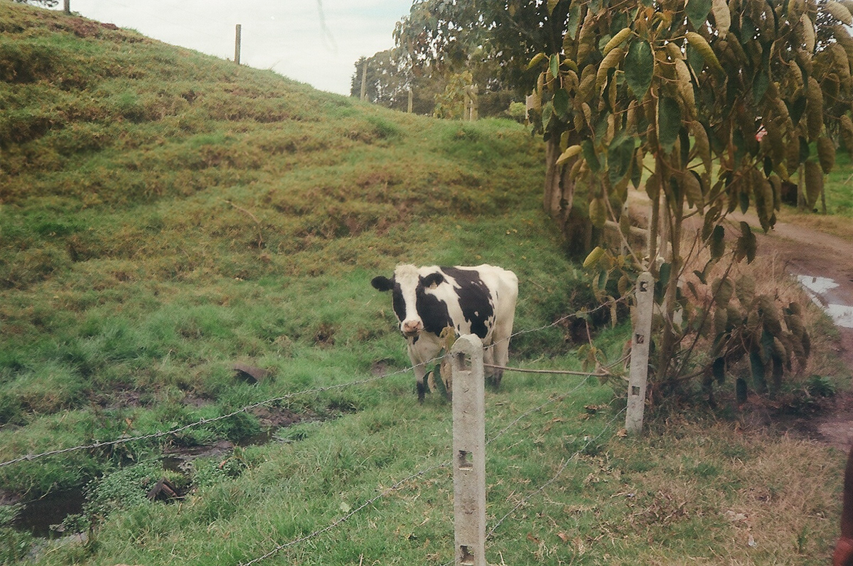 analoga campo cultivos Fotografia ISO200 Vacas