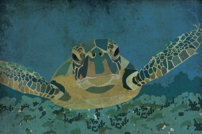 sea turtle graphic illustrated