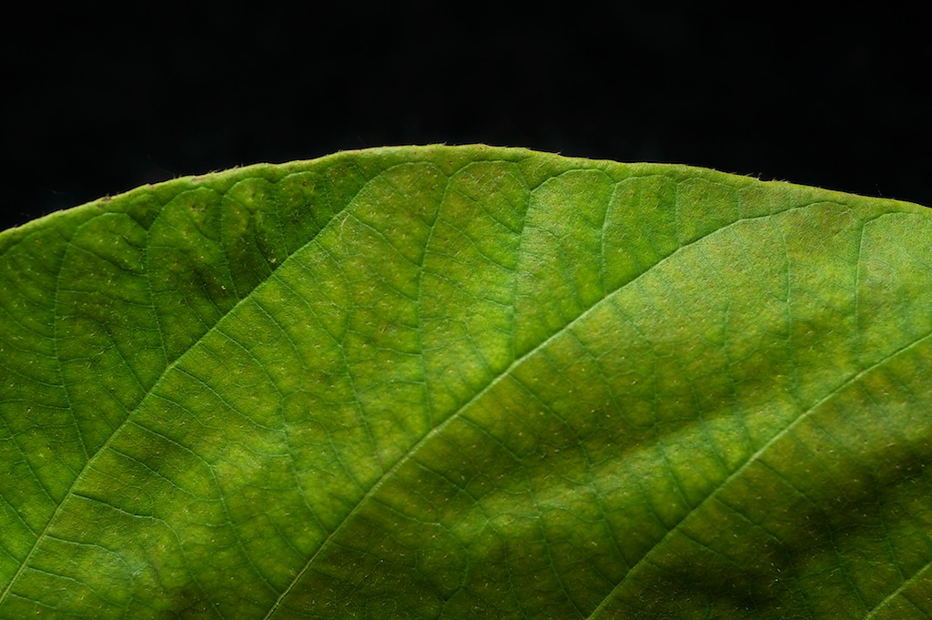 botany Ficus conservation Ecology wasp fig Tree  Fruit macro science