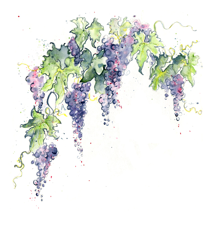 wine  labels  grapes  vine  red  merlot  white  green  bottle Label watercolor purple red Food  drink