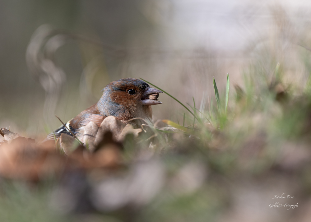 Nikon bird animal wildlife Nature wildlifephotography forest buchfink