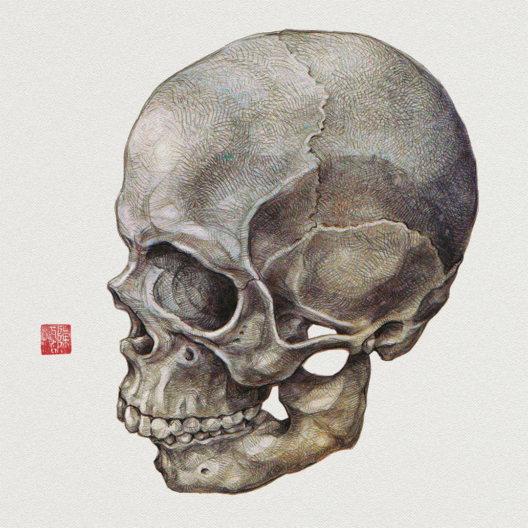 skull human pencil graphite Drawing 