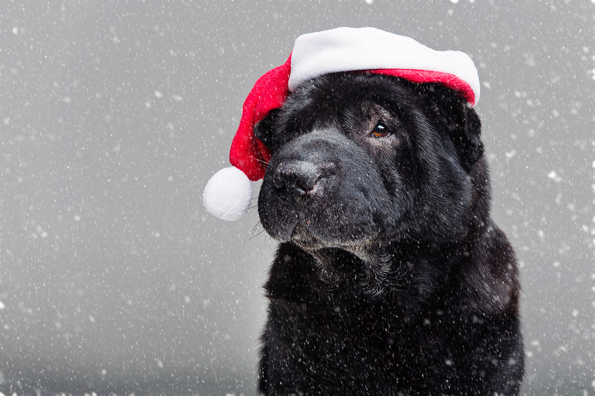 dog puppy Christmas hat sharpei thai ridgeback snow Photography 