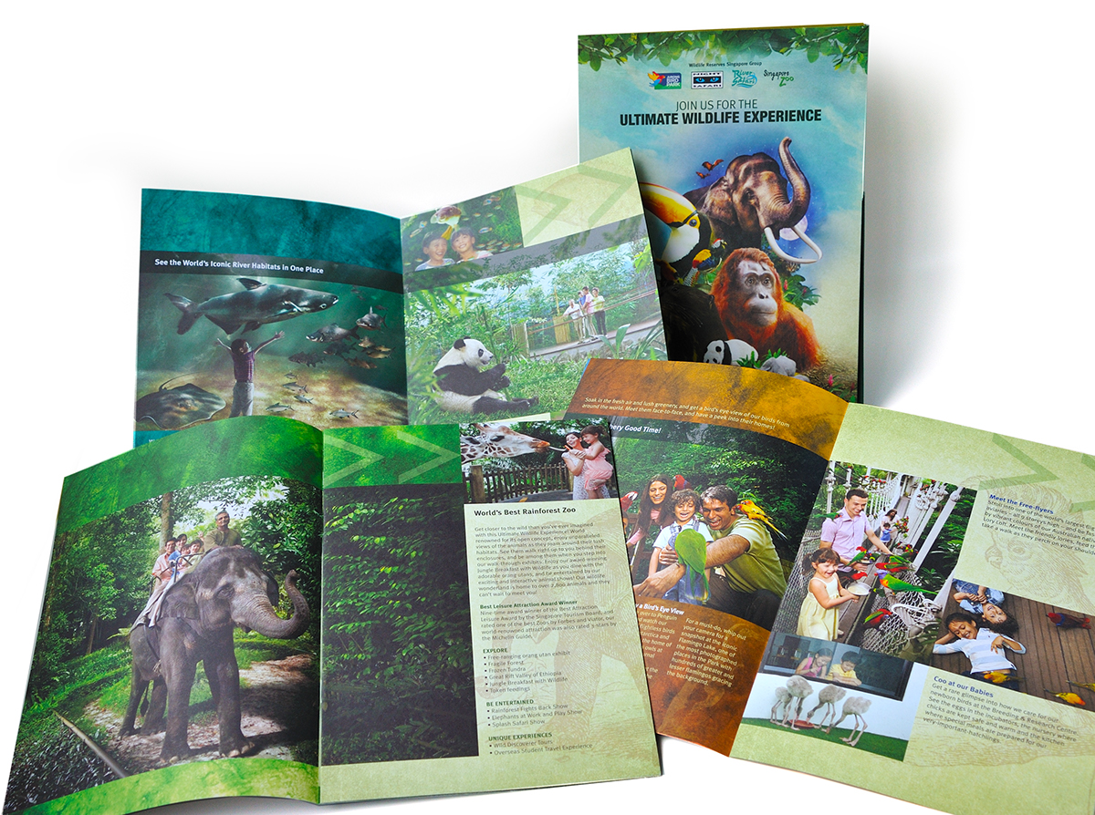 wildlife zoo brochure design animals wild
