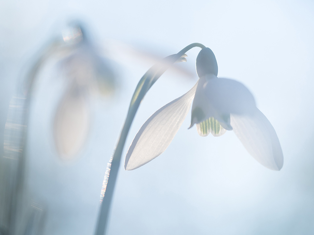 February fair maids snowdrops Flowers winter Galanthus nivalis milk white