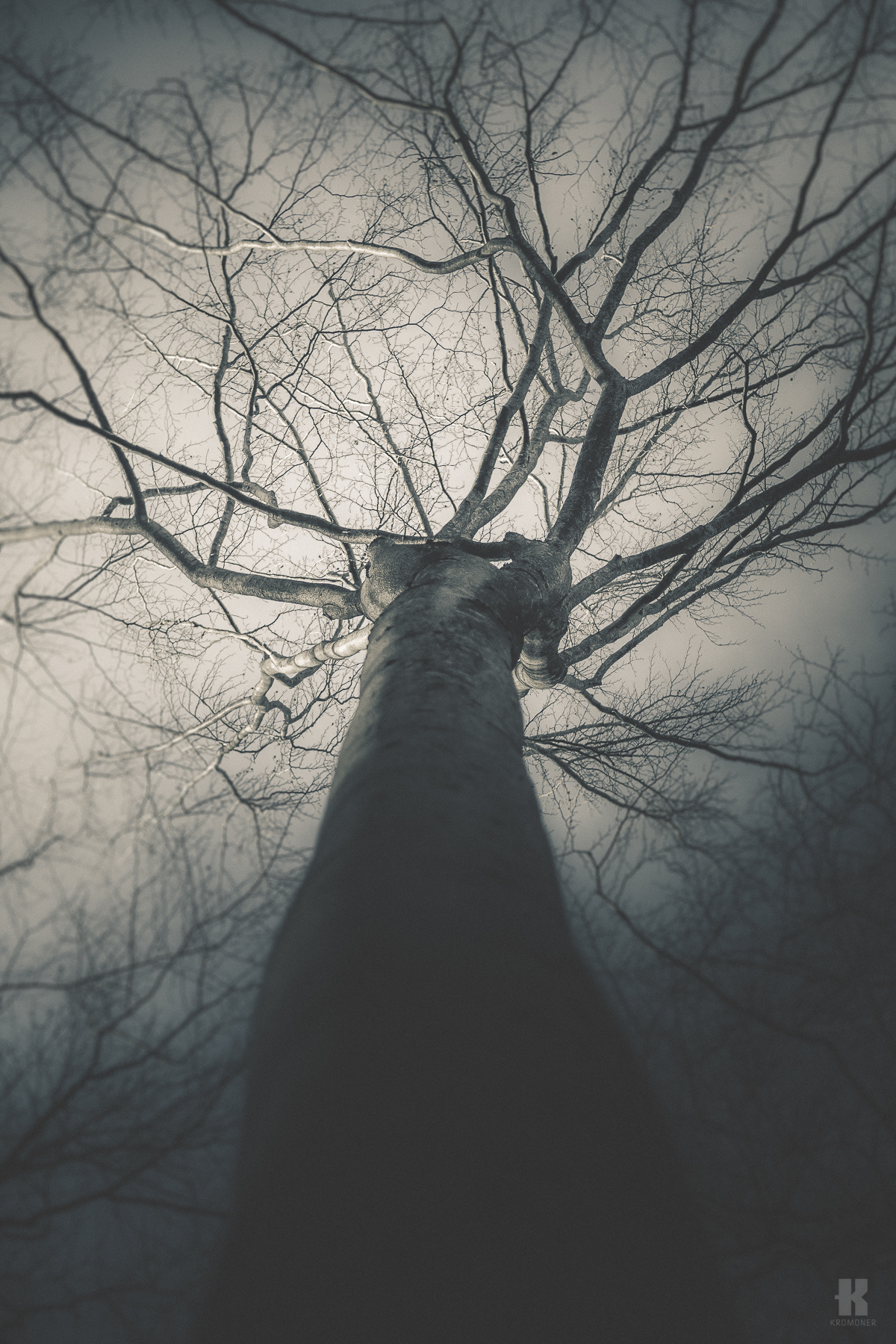 Kromoner art design Style minimal dark Nature mood atmosphere solitude quiet silent forest trees austria