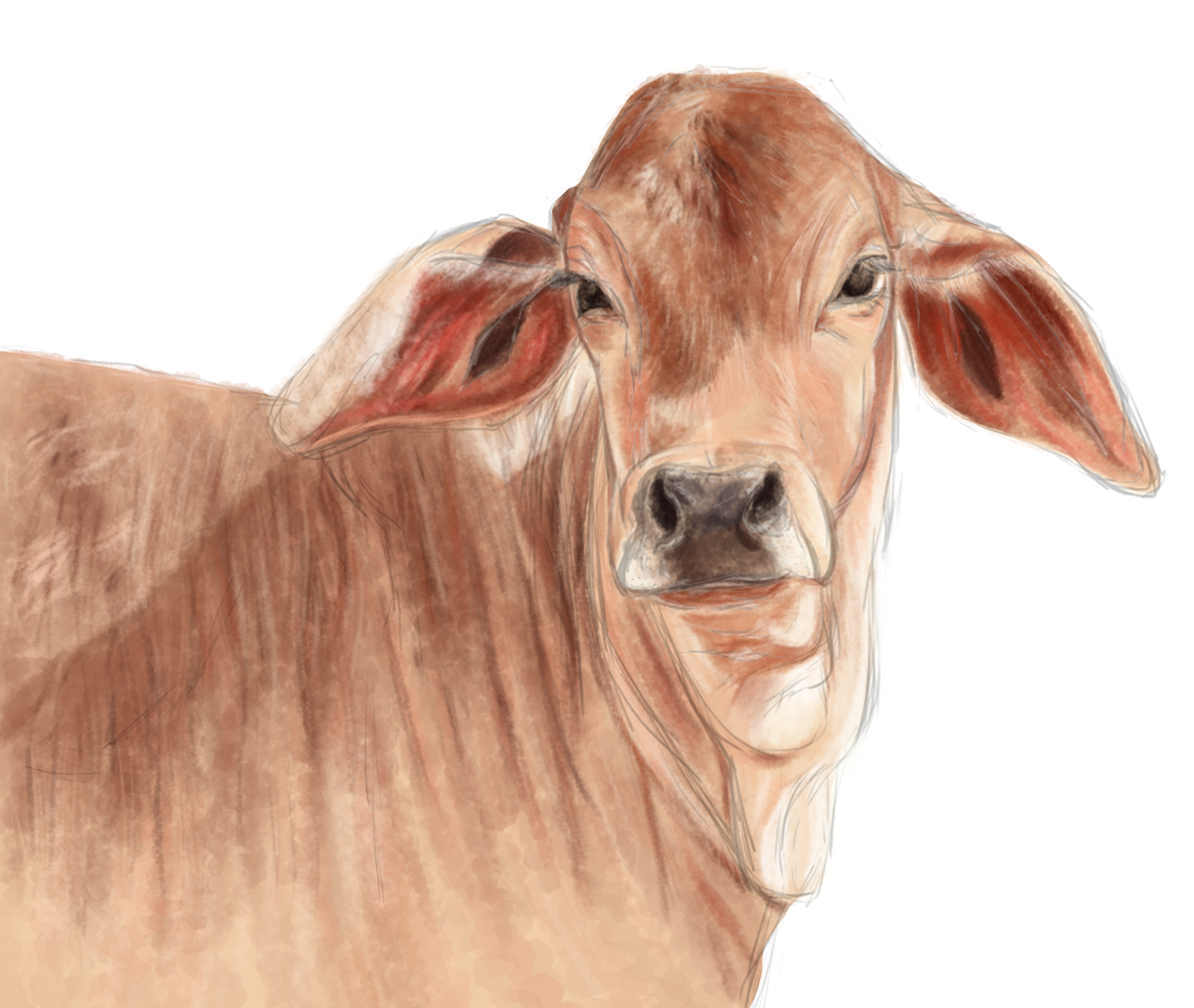 Digital Art  digital painting portrait Pet Portrait photoshop cow