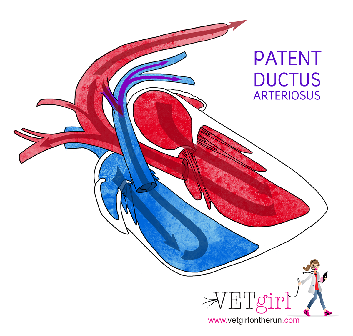 patent ductus arteriosus anatomy veterinary vetgirl