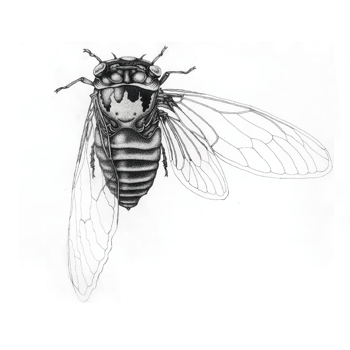 Adobe Portfolio chicharra cicada Cicadidae dotwork ilustracion ilustración científica ink insect Rotring