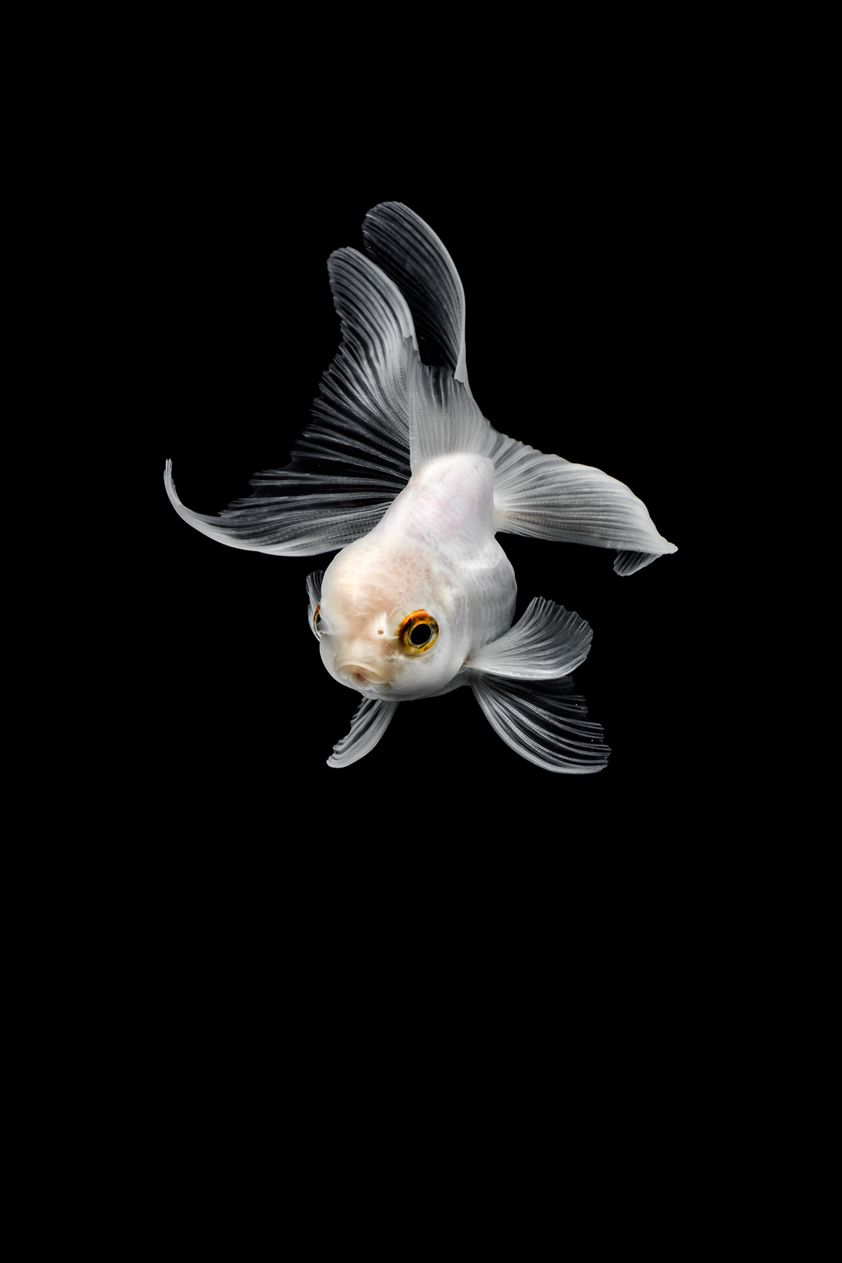 goldfish fish Photography  White color 金魚 taiwan macro gold Canon