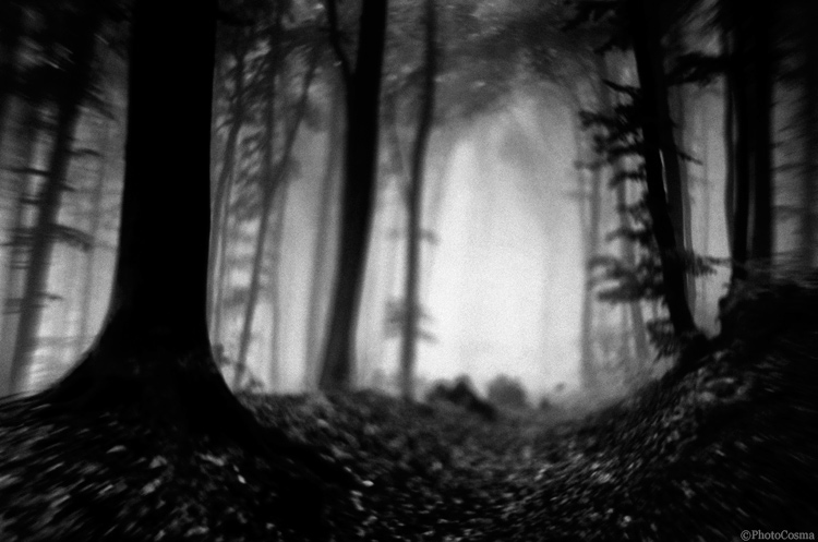 dream dark forest night mood atmosphere eerie spooky mystery Tree  fantasy journey story tale