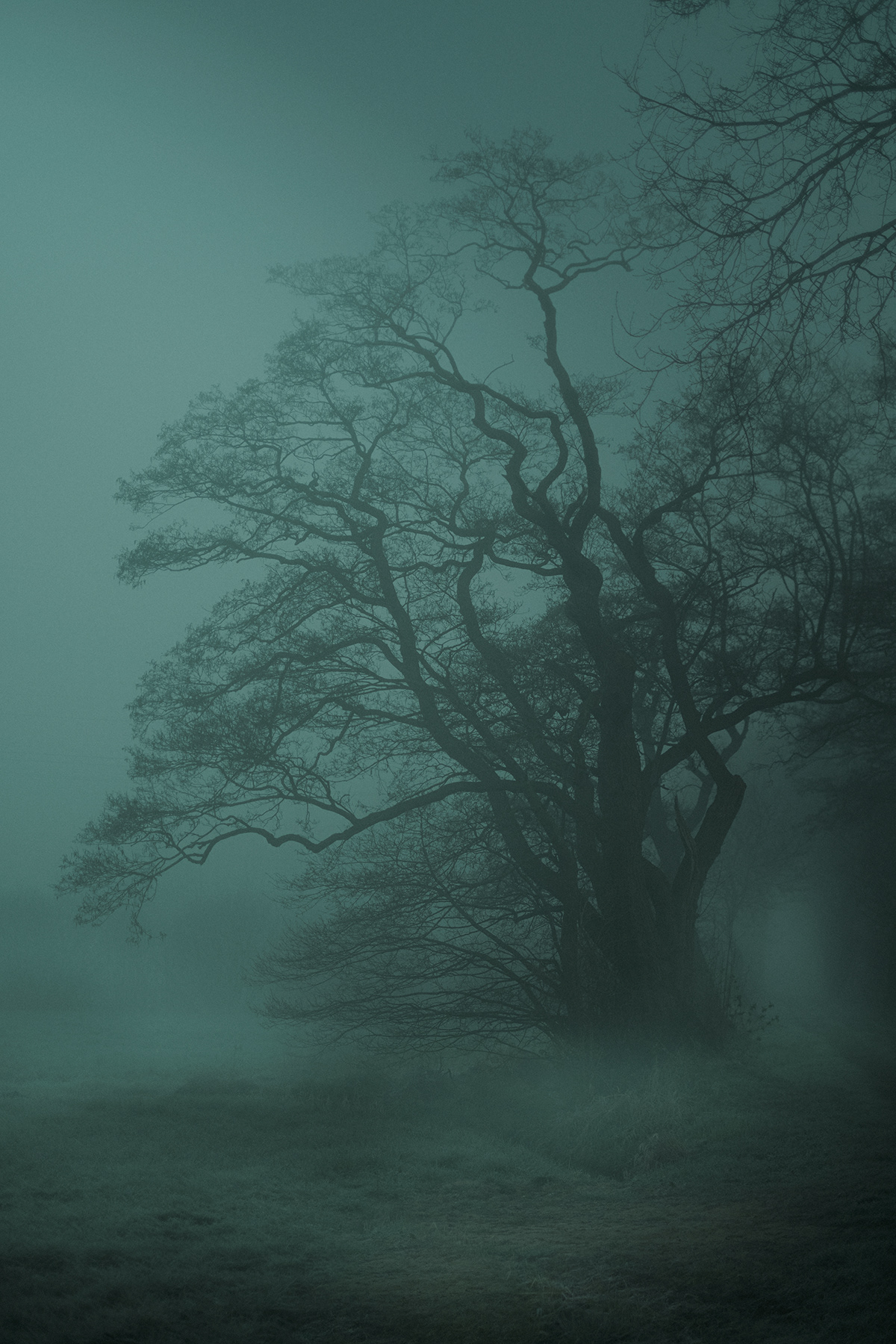 blue blue hour dark eerie fog haze Nature Tree  woodlands woods