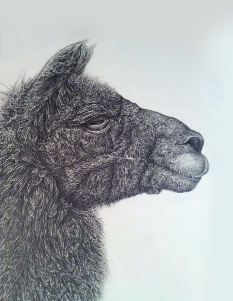 pencil animal llama sketch black and white farm animal
