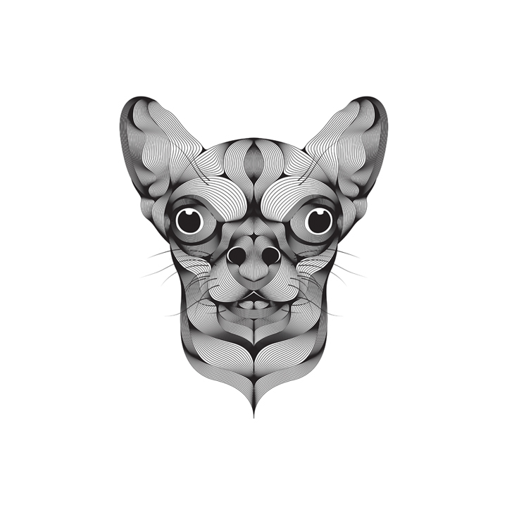 chihuahua face moire line stripes effect cute black dog White animal