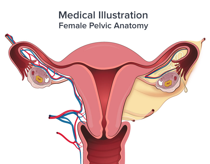 Female Pelvic Anatomy Illustration