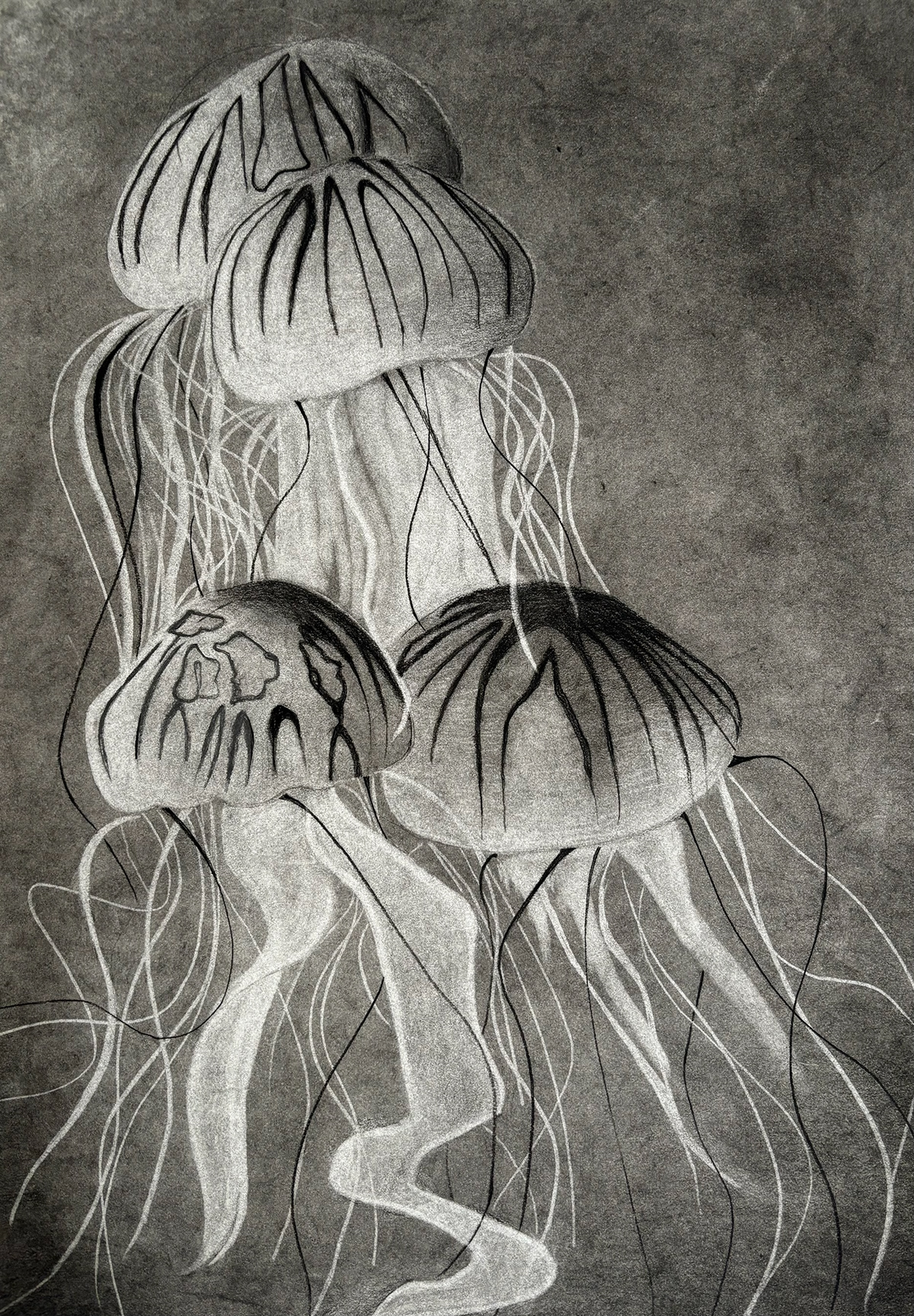 Drawing  jellyfish charcoal dark Ocean charcoal pencil