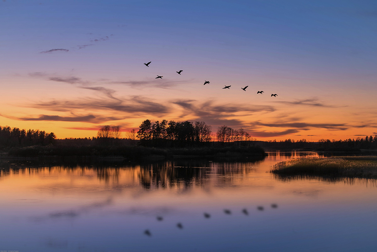 Evening sunset SKY Nature Landscape birds animals Sunrise Sweden Scandinavia