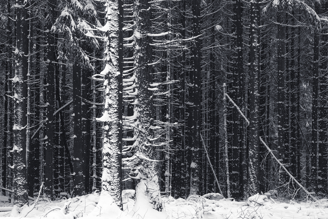 winter wald schnee frost Bäume Landschaft