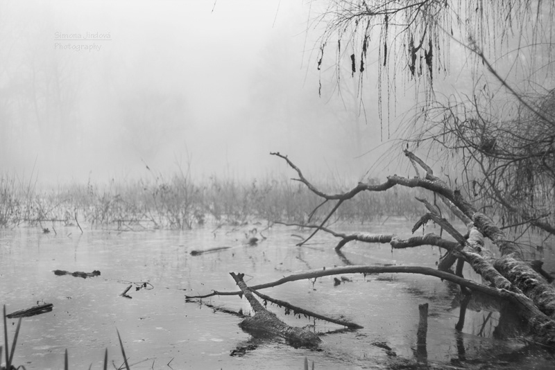 fog macro drops Nature