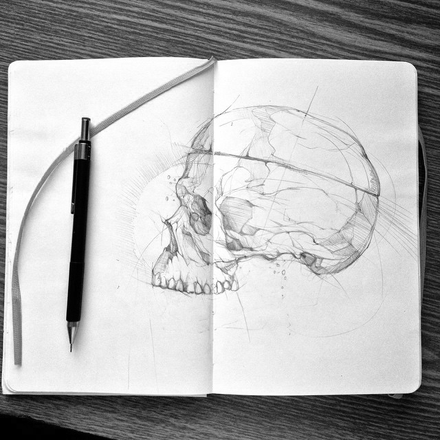 scull moleskine adobedraw AdobeSketch skull alligator pencil sketch colorful