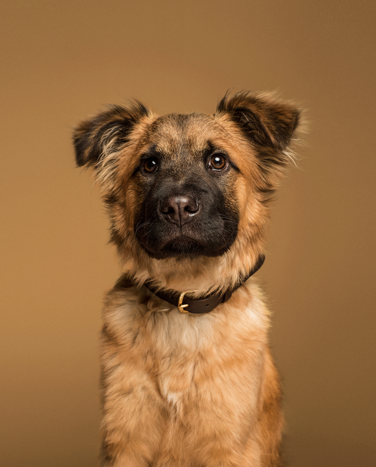 animal digital photography  dog Lookbook Pet Photography  portrait