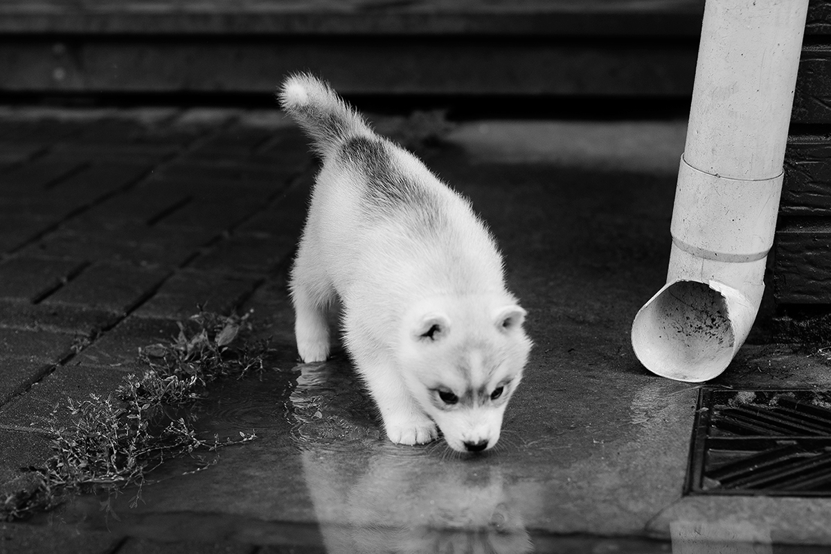 husky siberian husky dog dogs puppy puppies siberians cute whatever