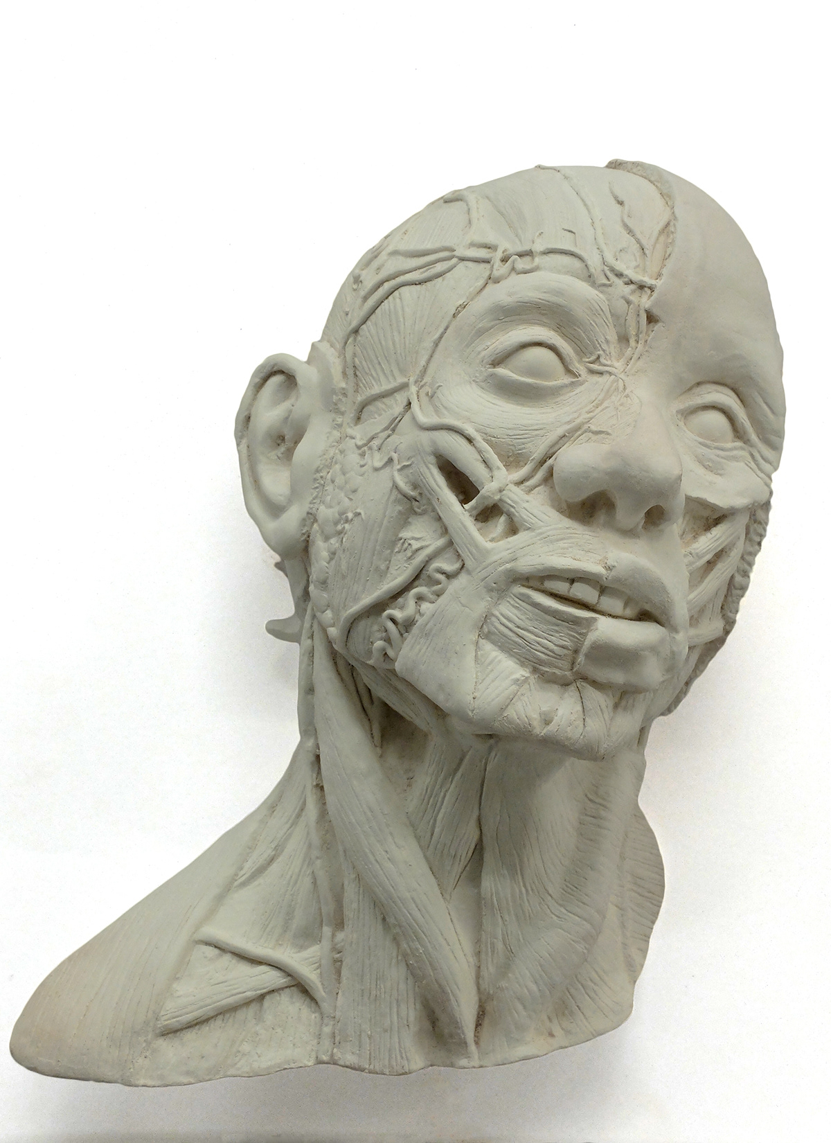 anatomy anatomical sculpture face portrait forensic reconstruction clay muscles