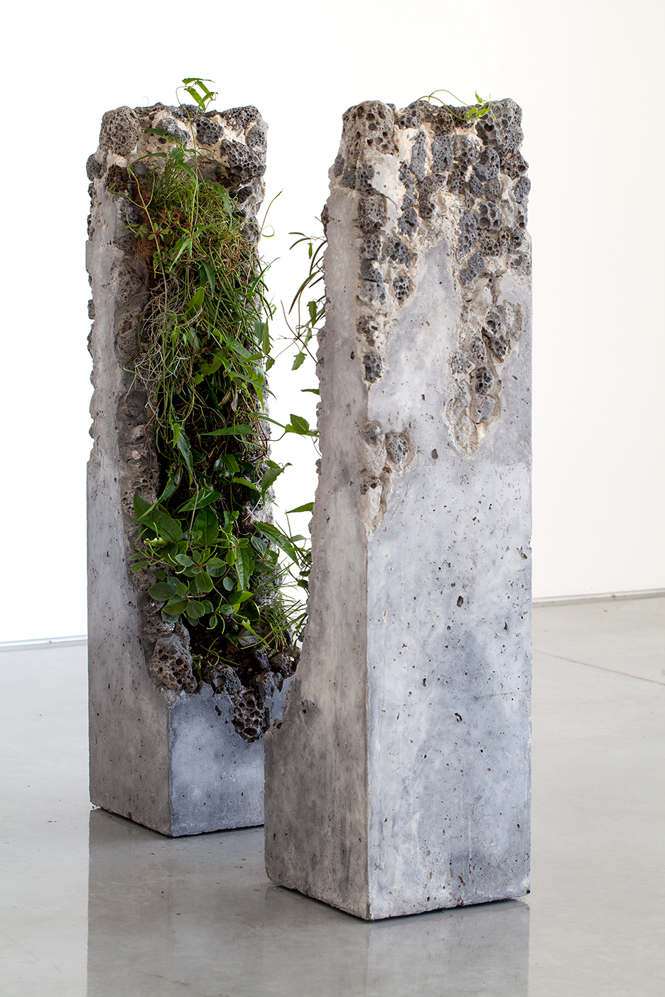 Adobe Portfolio sculpture concrete plants photograph