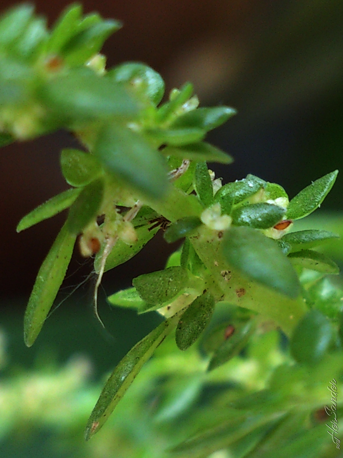 Dinheirinho brilhantina planta-artilheira Pilea microphylla (L.) Planta espontanea Erva daninha 