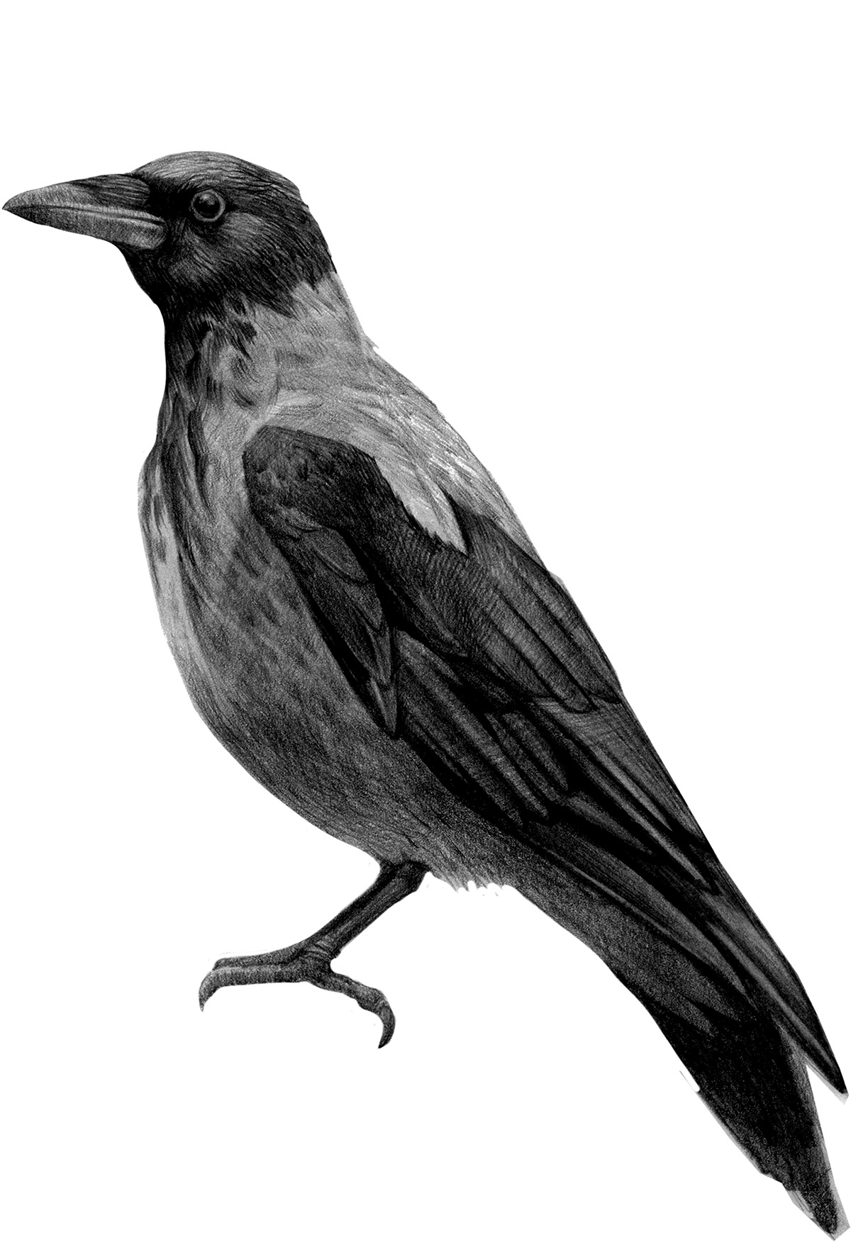 crow design ILLUSTRATION  paper raven Stylization ворона иллюстрация стилизация