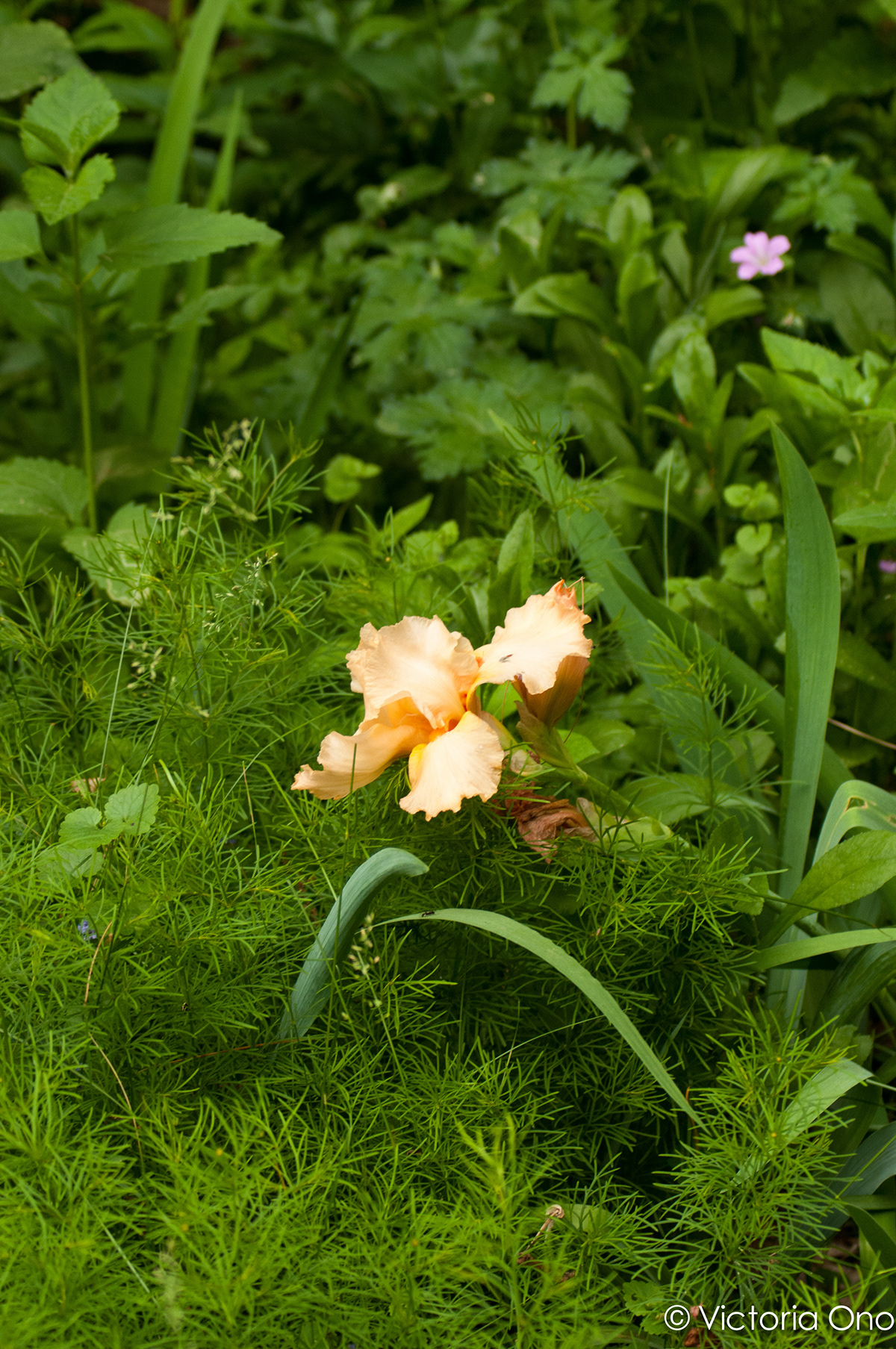 Flowers gardens New England new hampshire