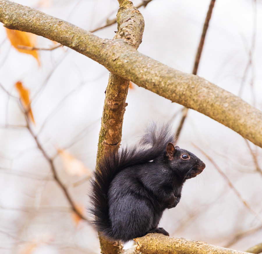 squirrel animals rodent furry cute small Pittsburgh Pennsylvania outdoors in a tree