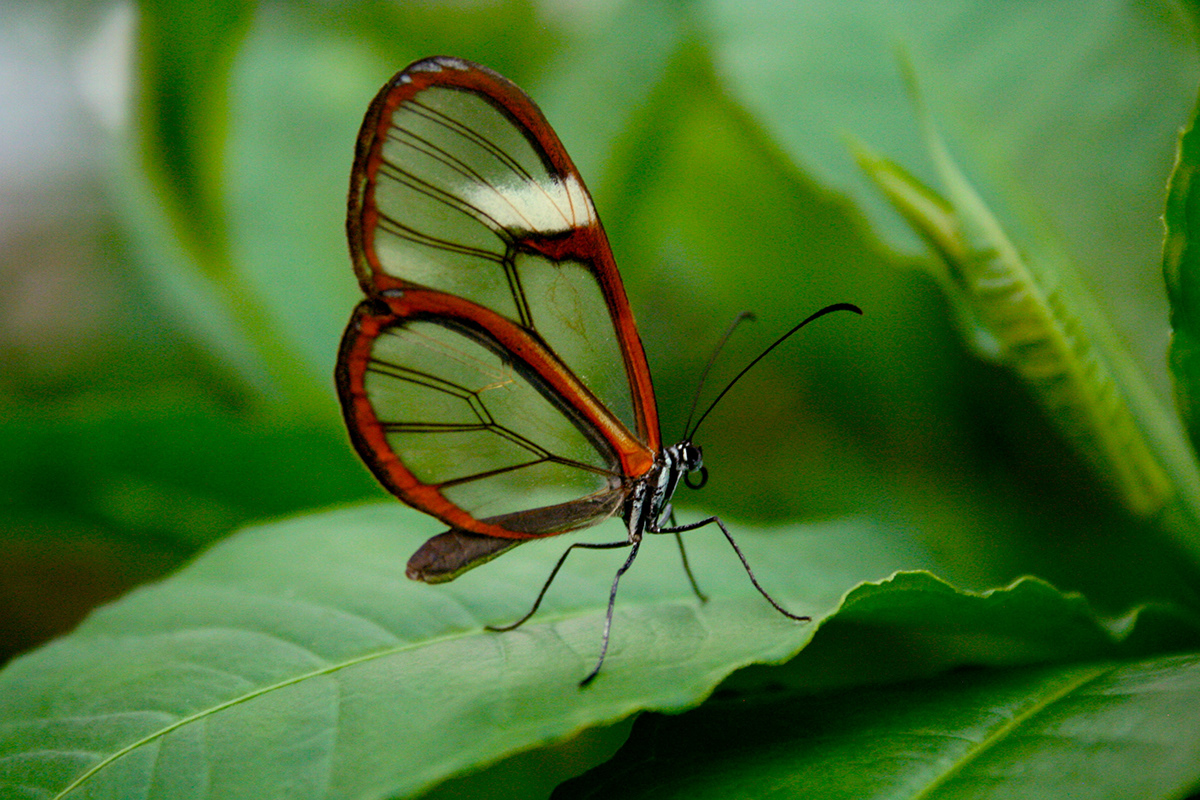 Mariposa marrón significado